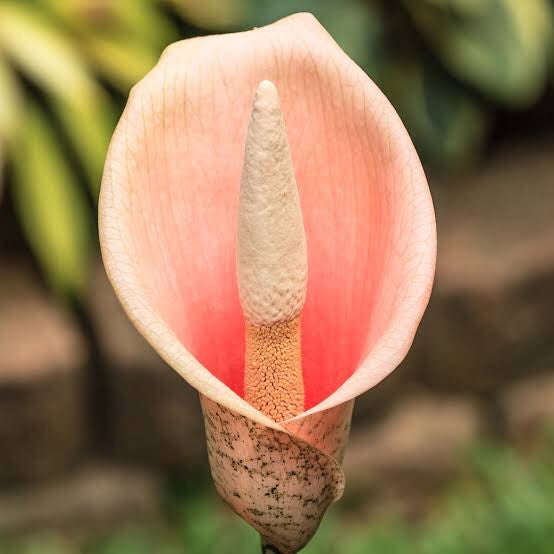 amorphophallus snake plant Snake Plant