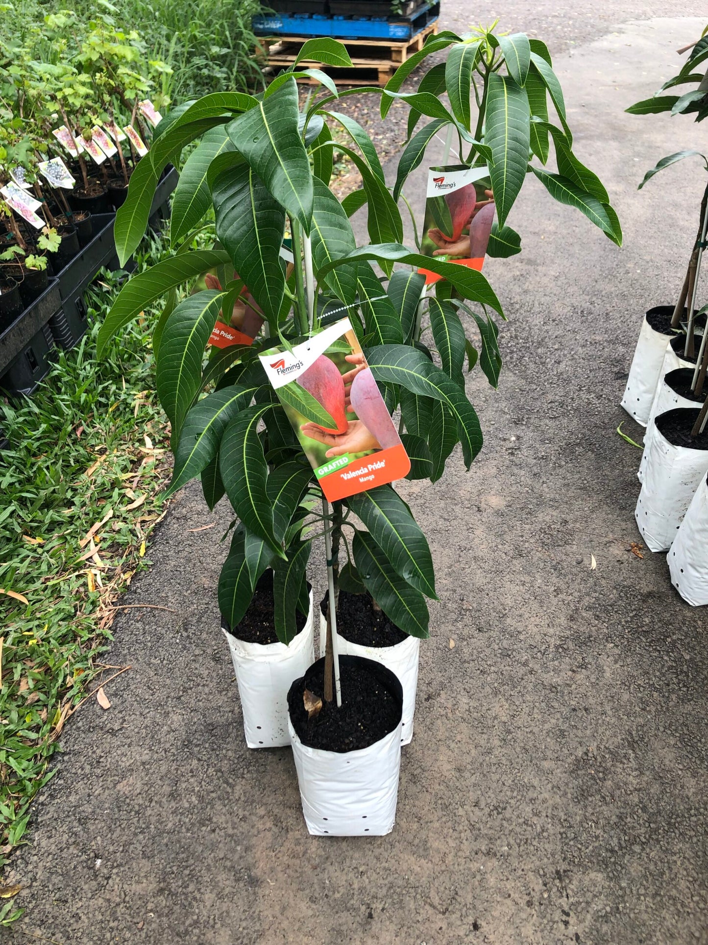 Mango - Valencia Pride 5L