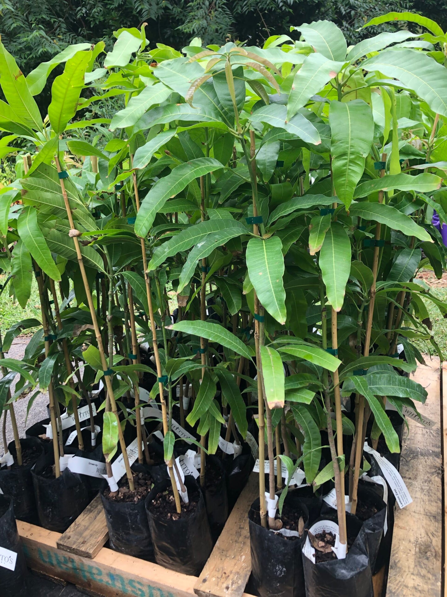 Mango Banganapalli