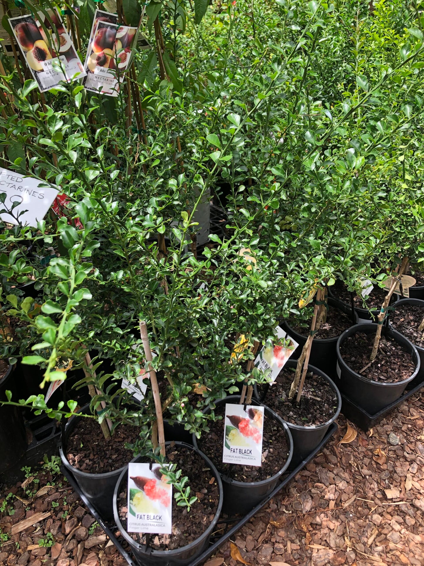Finger lime Emerald / Fat Black Grafted (QLD ONLY)