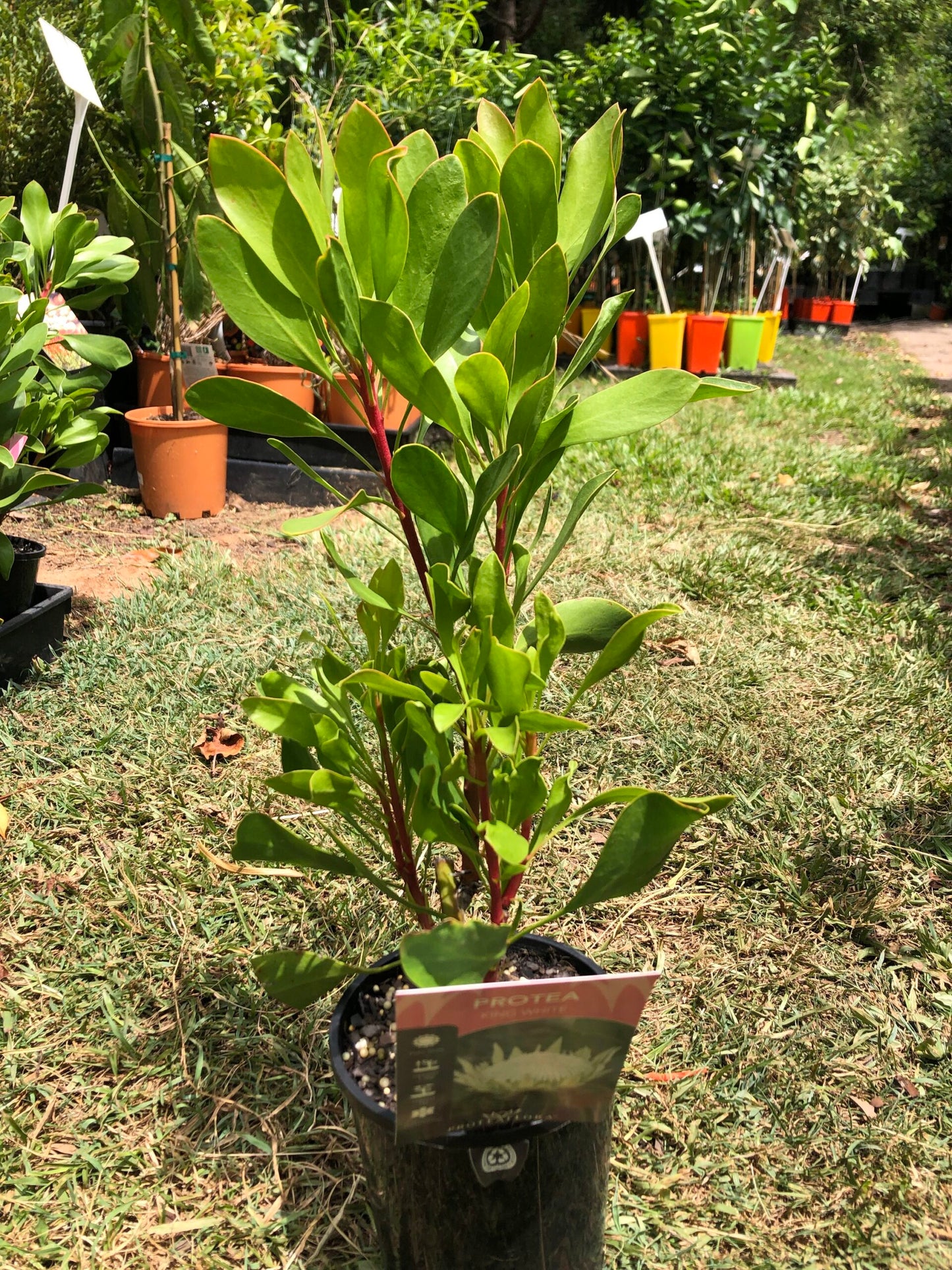 Protea - King White