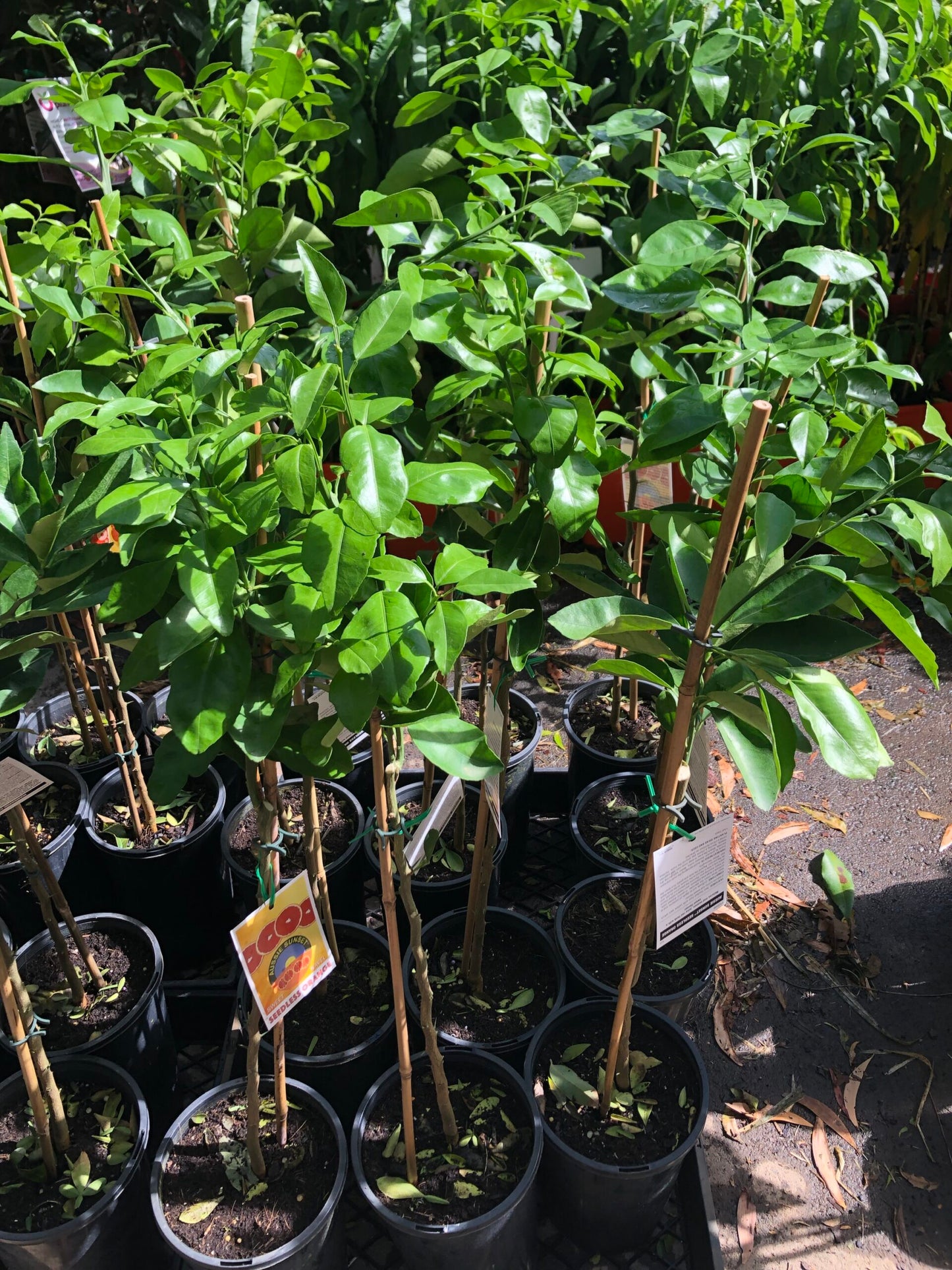 Mandarin- Eloise Seedless (Qld only)