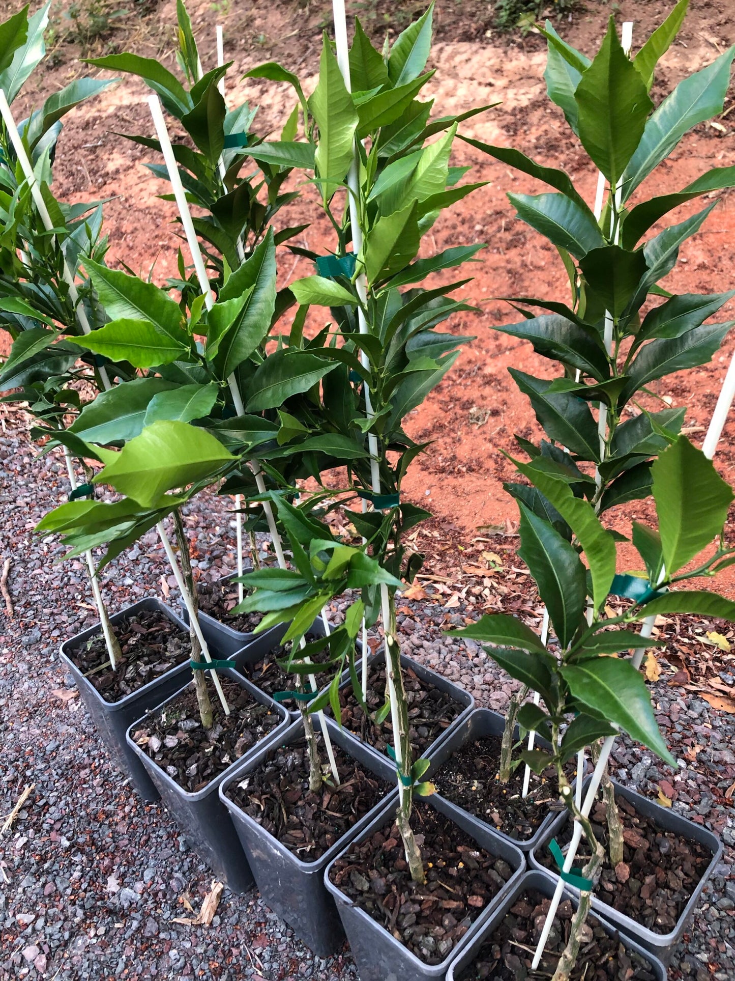 Russell River Finger Lime (QLD Only)