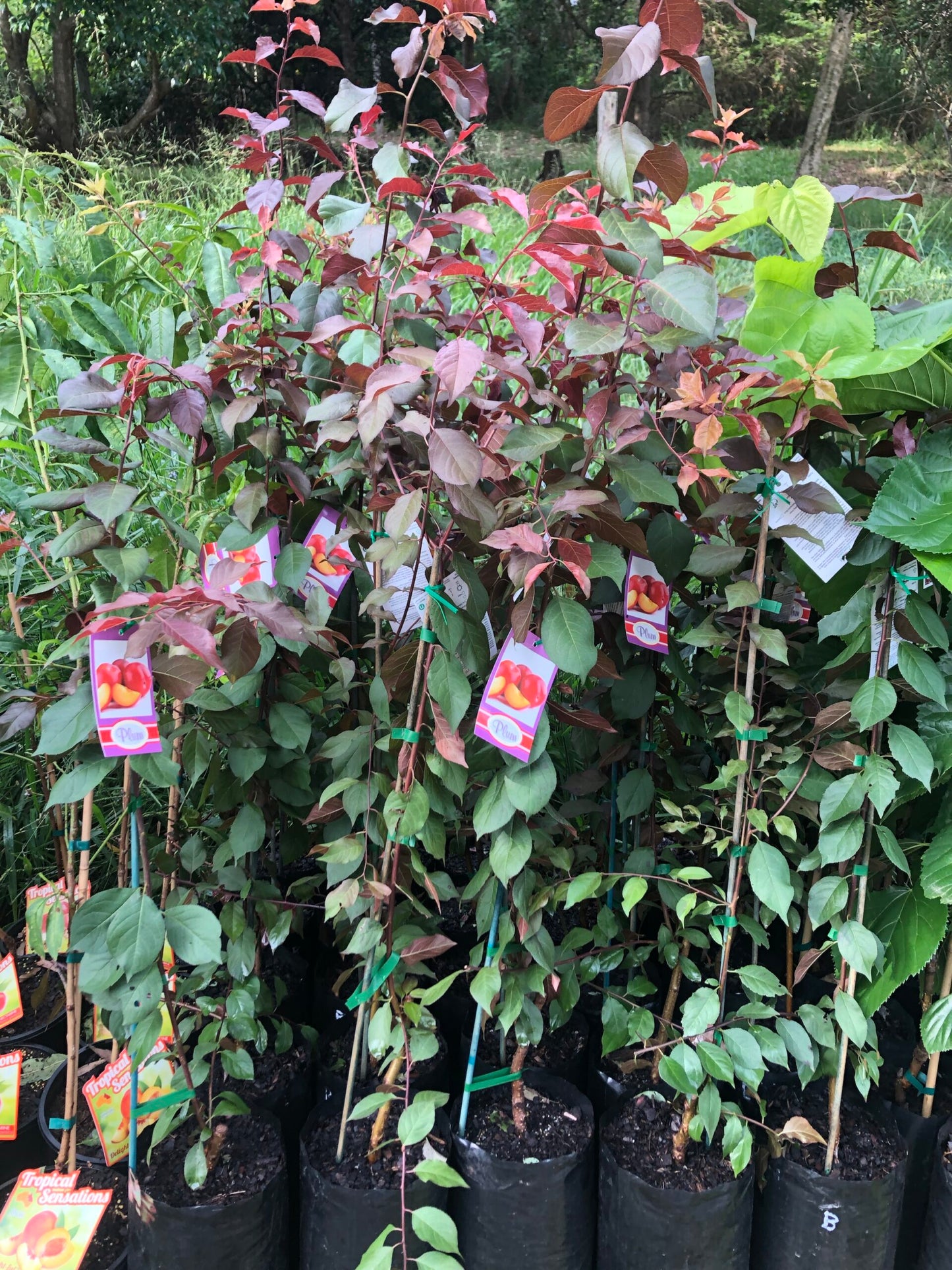 Plum - Yarrahapinni Blood