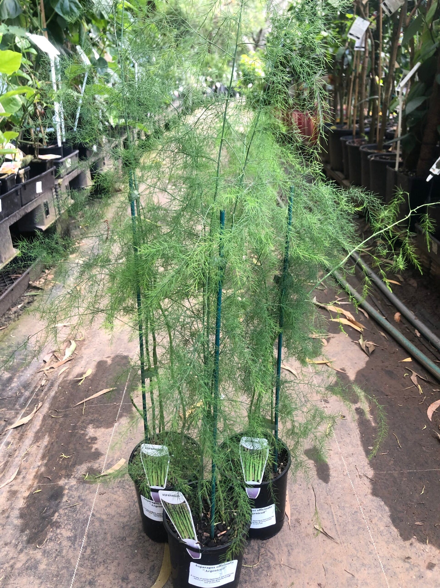 Asparagus - Mary Washington