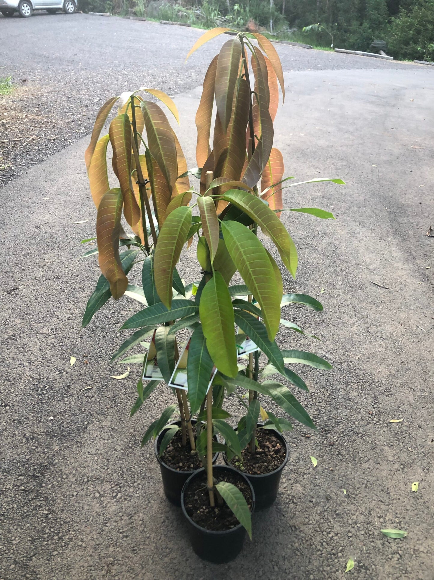 Mango Carabao