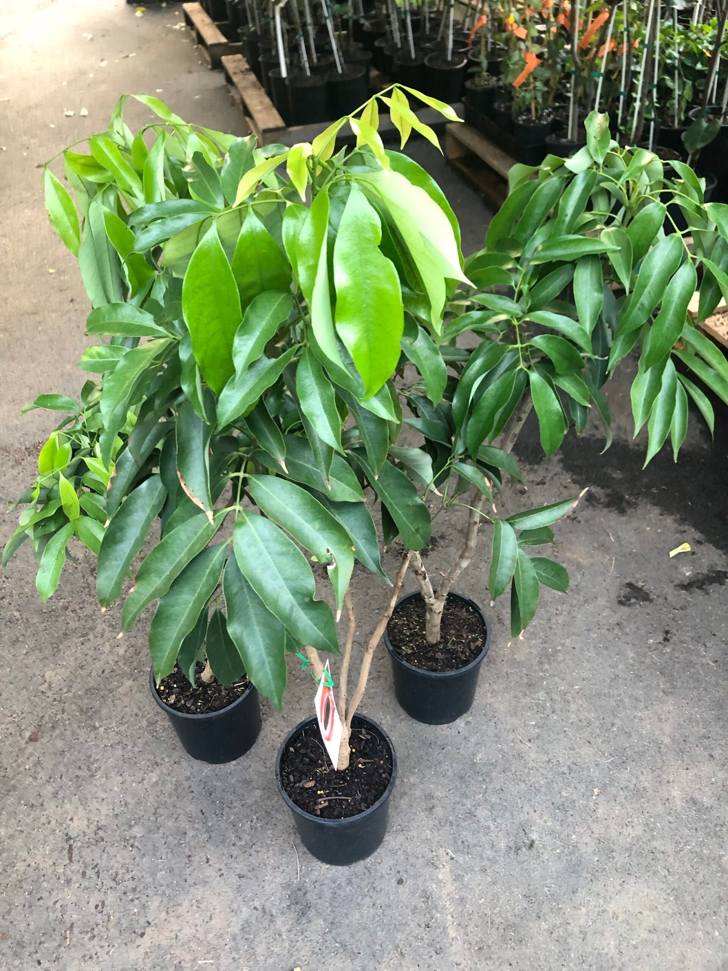 Lychee - Tai So- Semi Dwarf