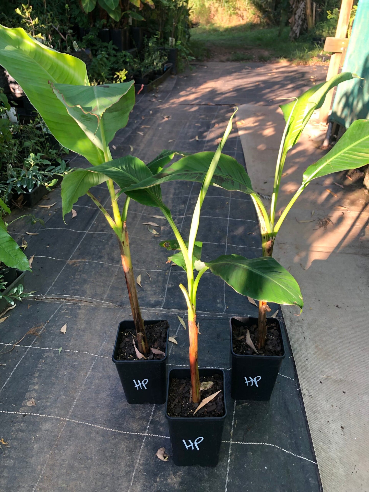 Banana - Horned Plantain - 5l (QLD ONLY)