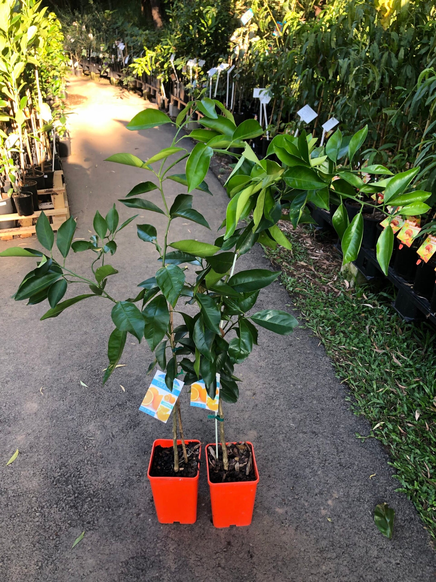Orange - Joppa Sweet (Qld only)
