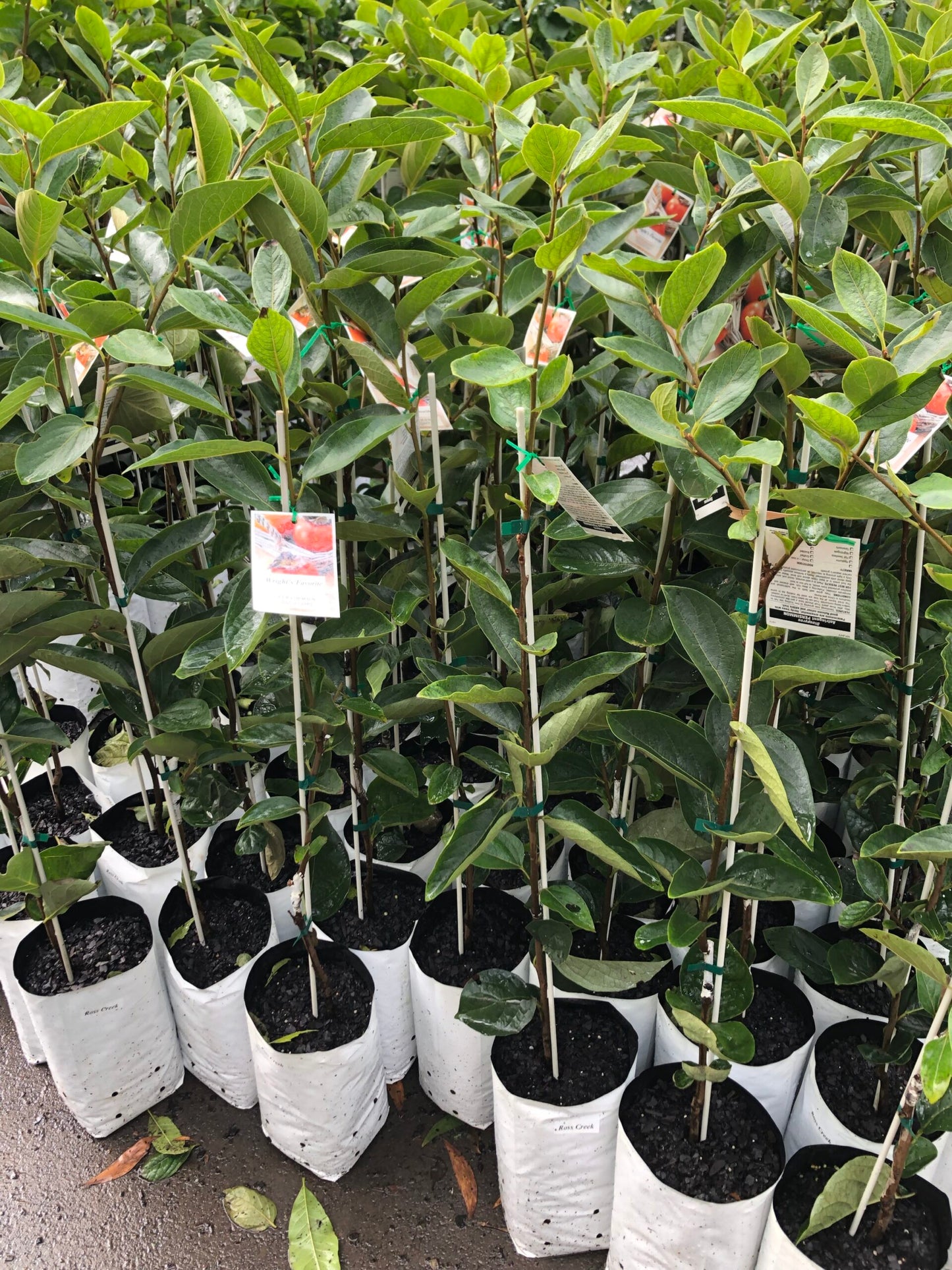 Dwarf Persimmon - Wright’s Favourite - astringent