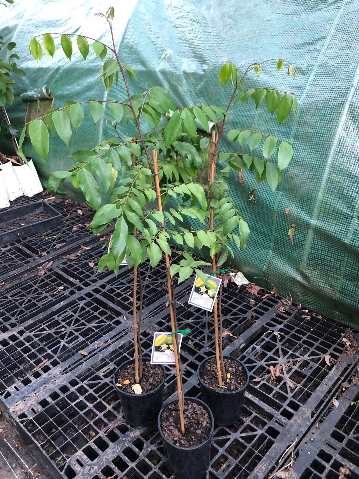 Star fruit Thai Knight