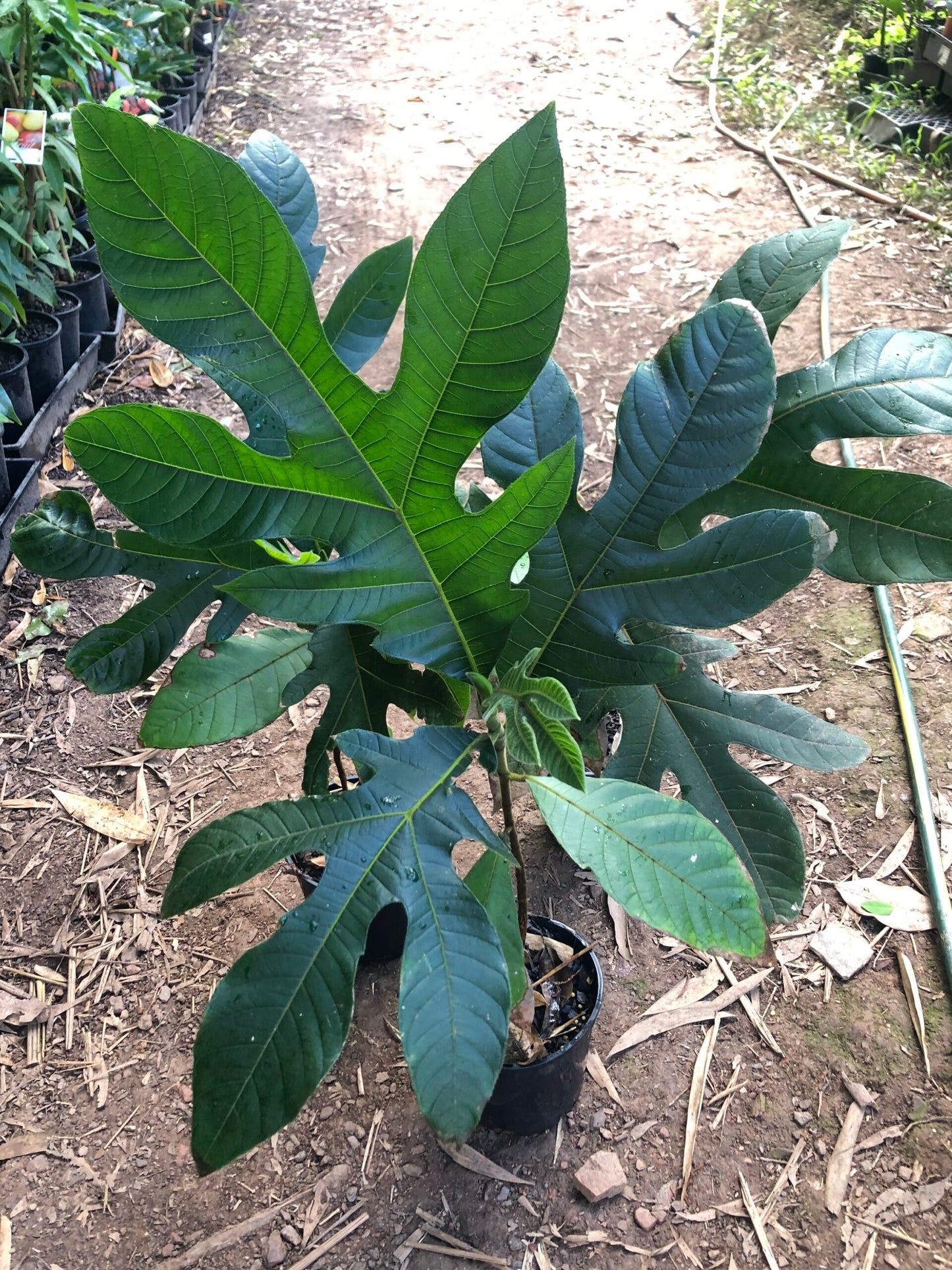 Marang