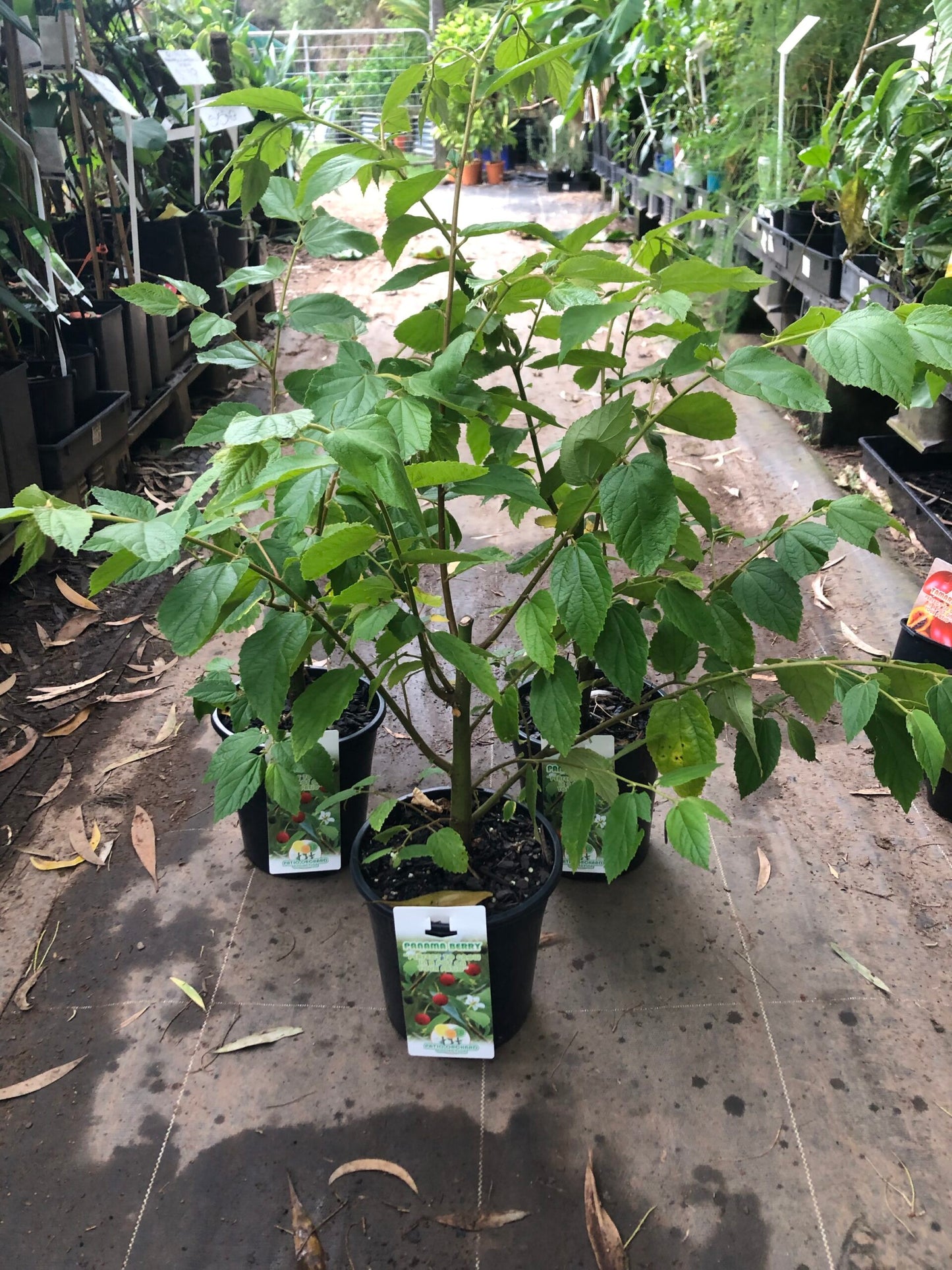 Panama Berry