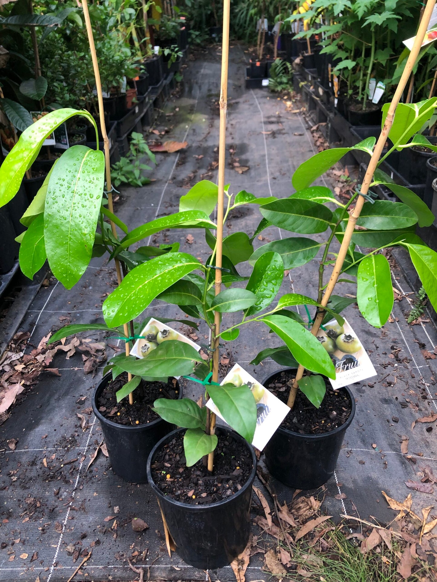 Black Sapote Bernicker