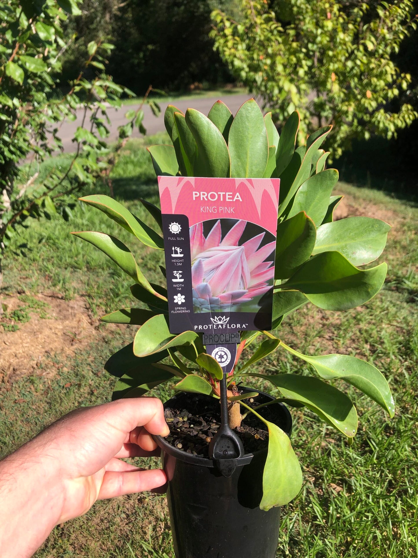 Protea - King Pink