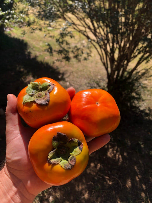 Dwarf Persimmon Jiro - non astringent
