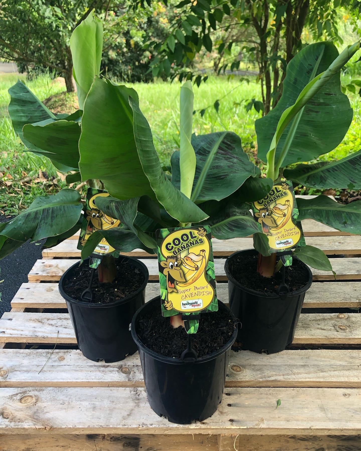 Banana Super Dwarf Cavendish (QLD ONLY)