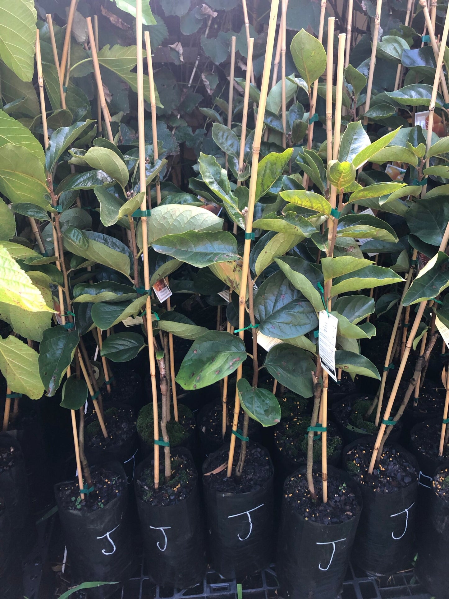Dwarf Persimmon Jiro - non astringent