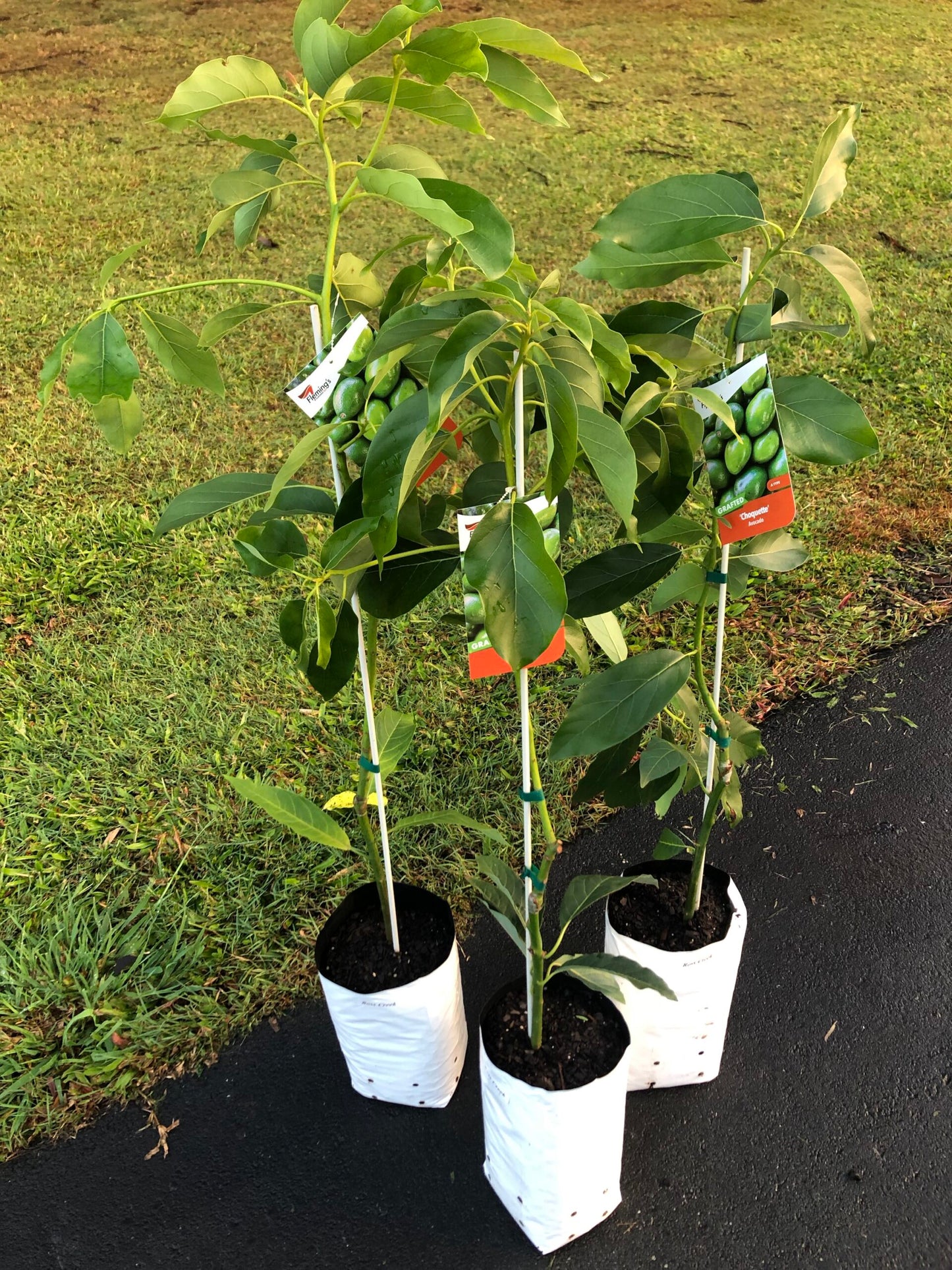Avocado Choquette (A Type) 5L