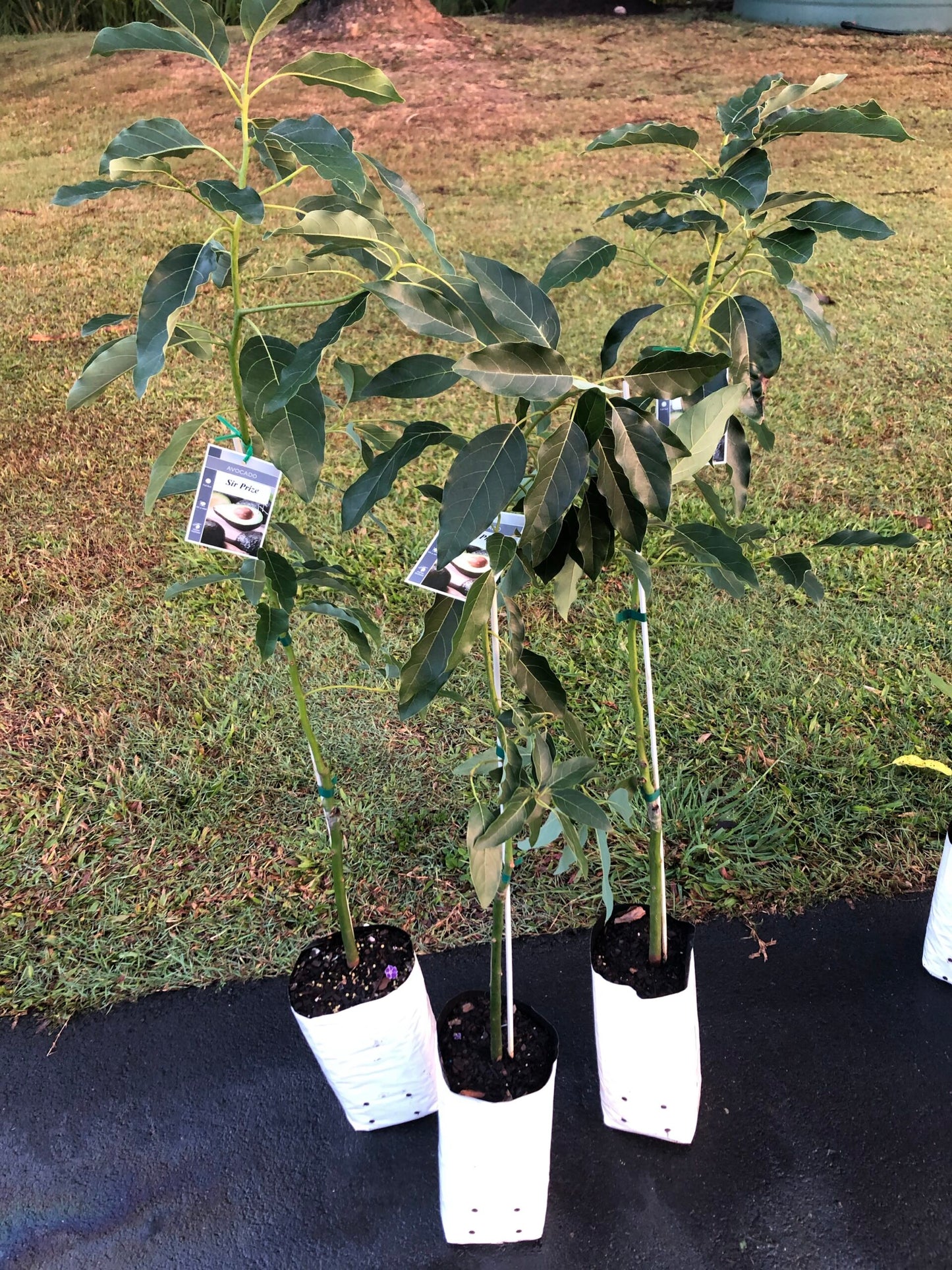 Avocado Sir Prize (B Type) 5L