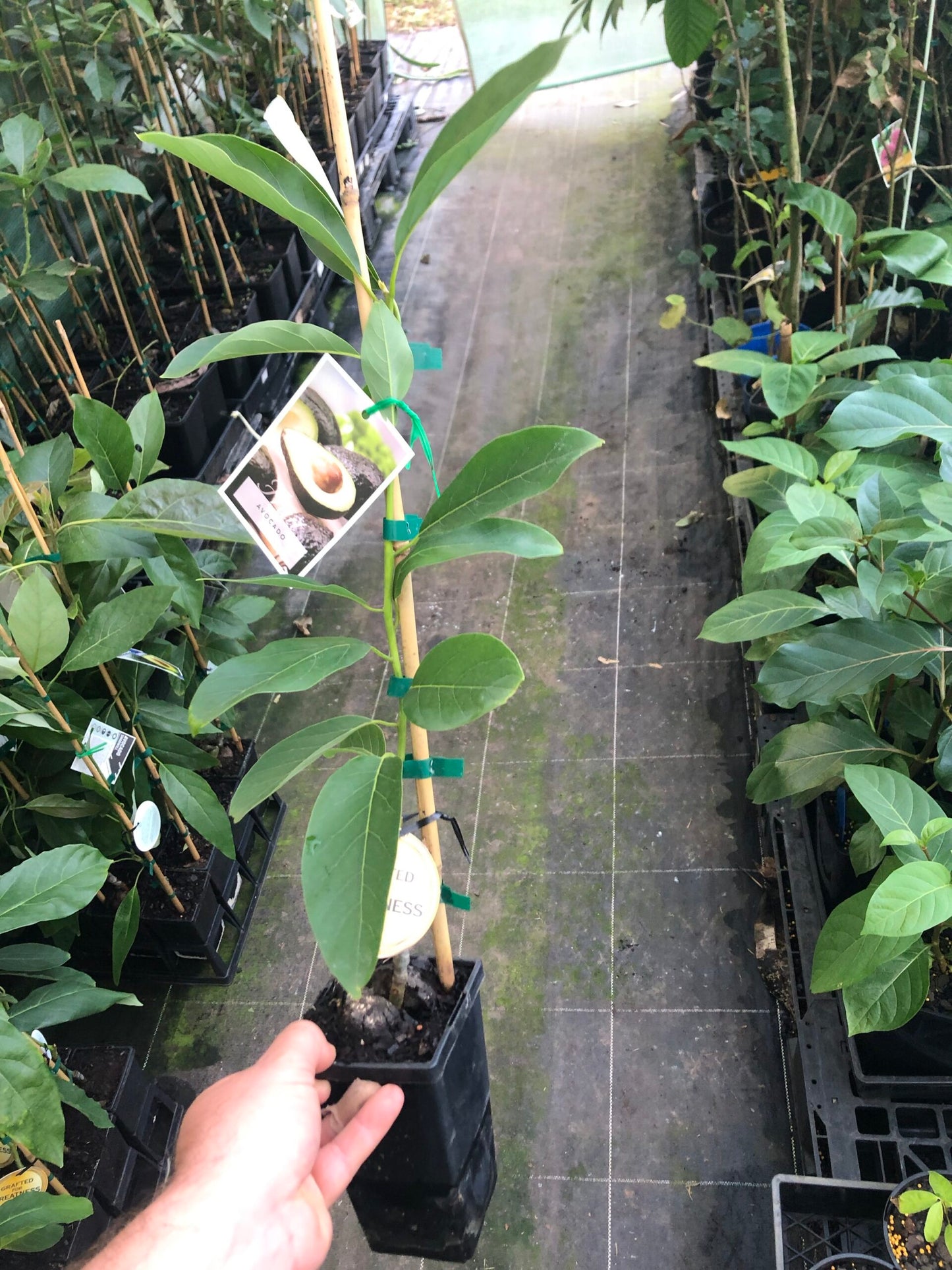 Avocado Hass (A Type) 1L