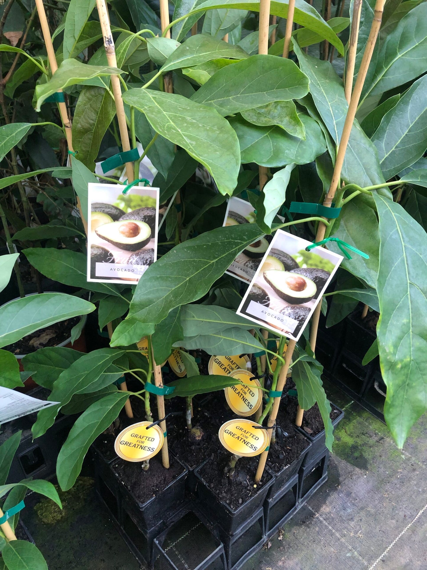Avocado Sharp (A Type) 1L Velvick rootstock