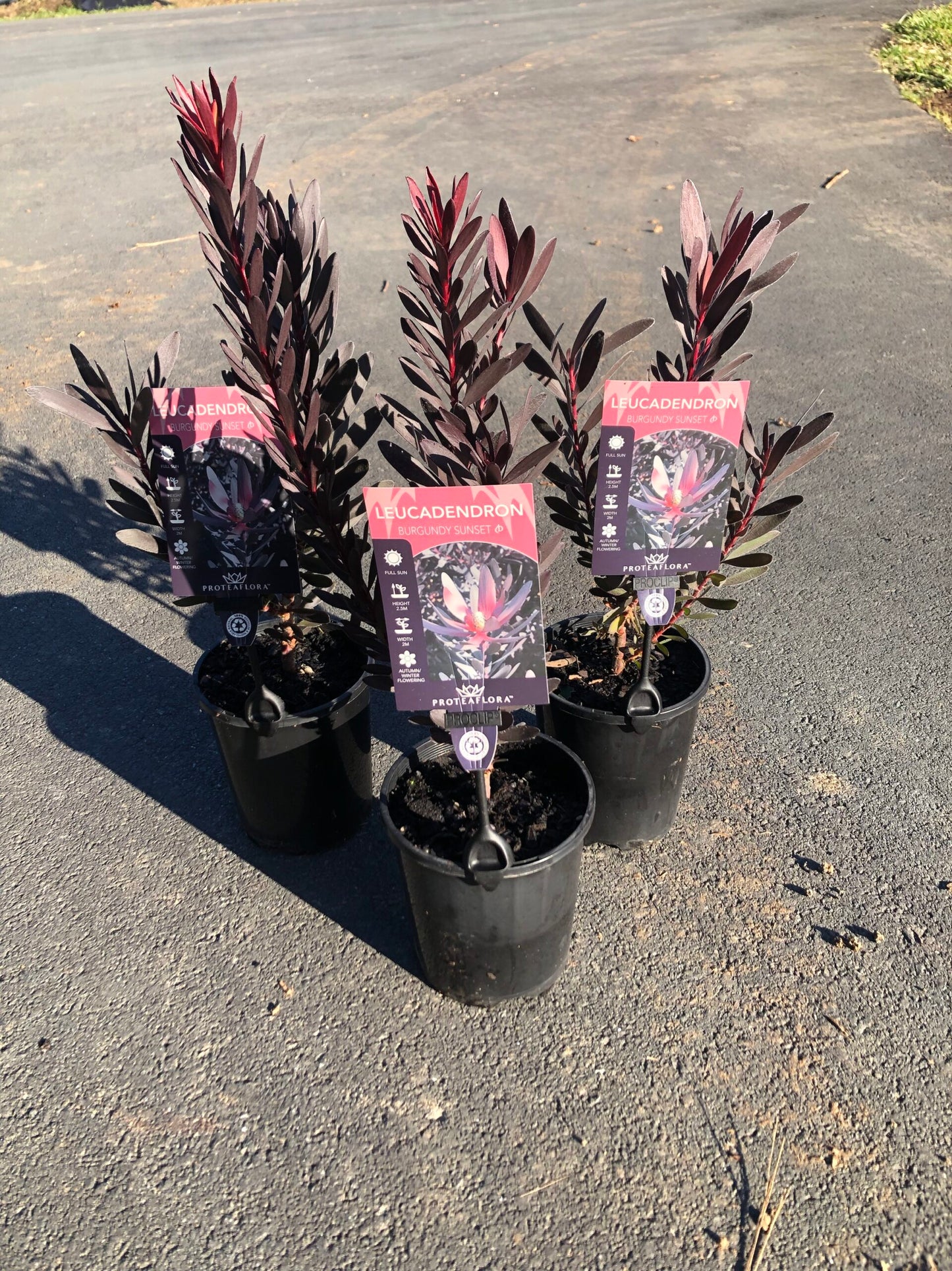 Leucadendron - Burgundy Sunset