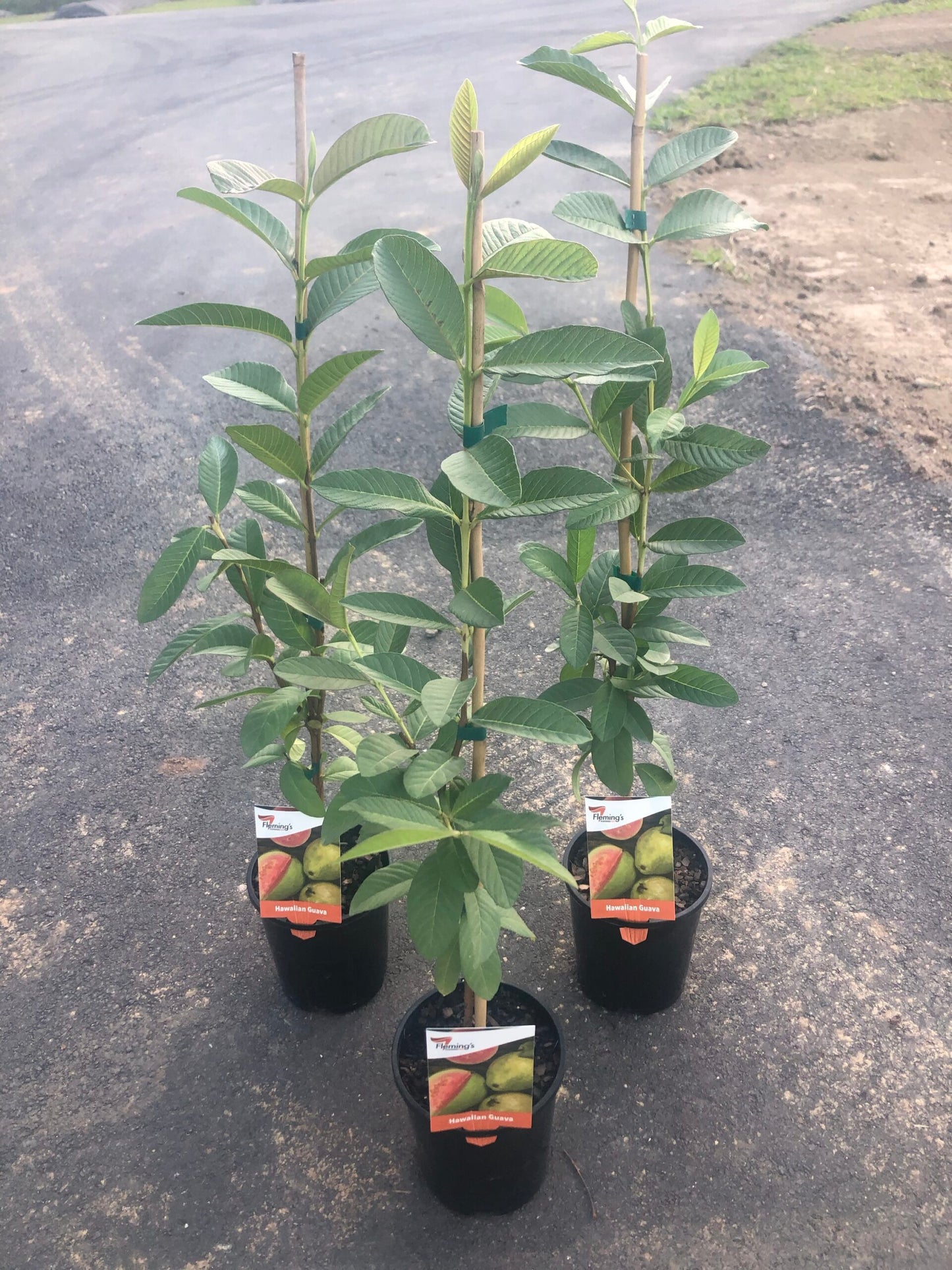 Guava Hawaiian 140mm