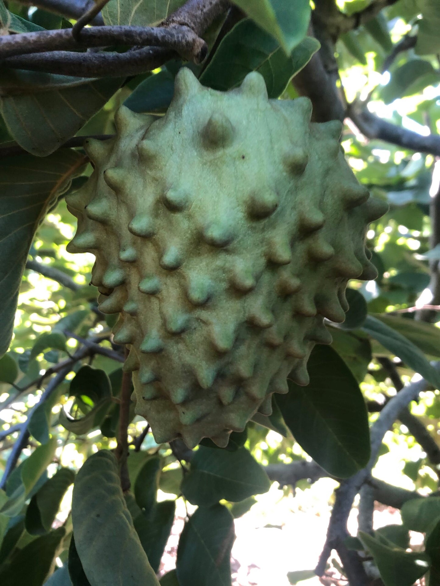 Cherimoya Atkinson 4l