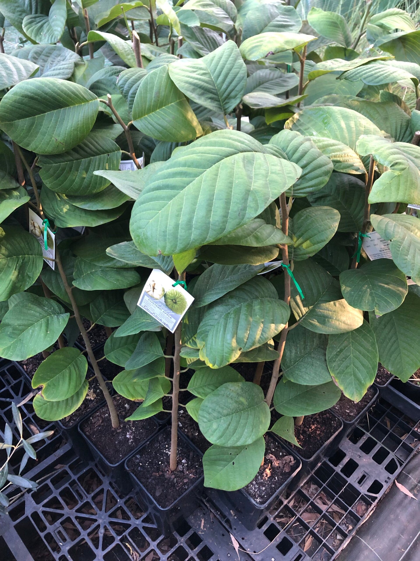 Cherimoya Atkinson 4l