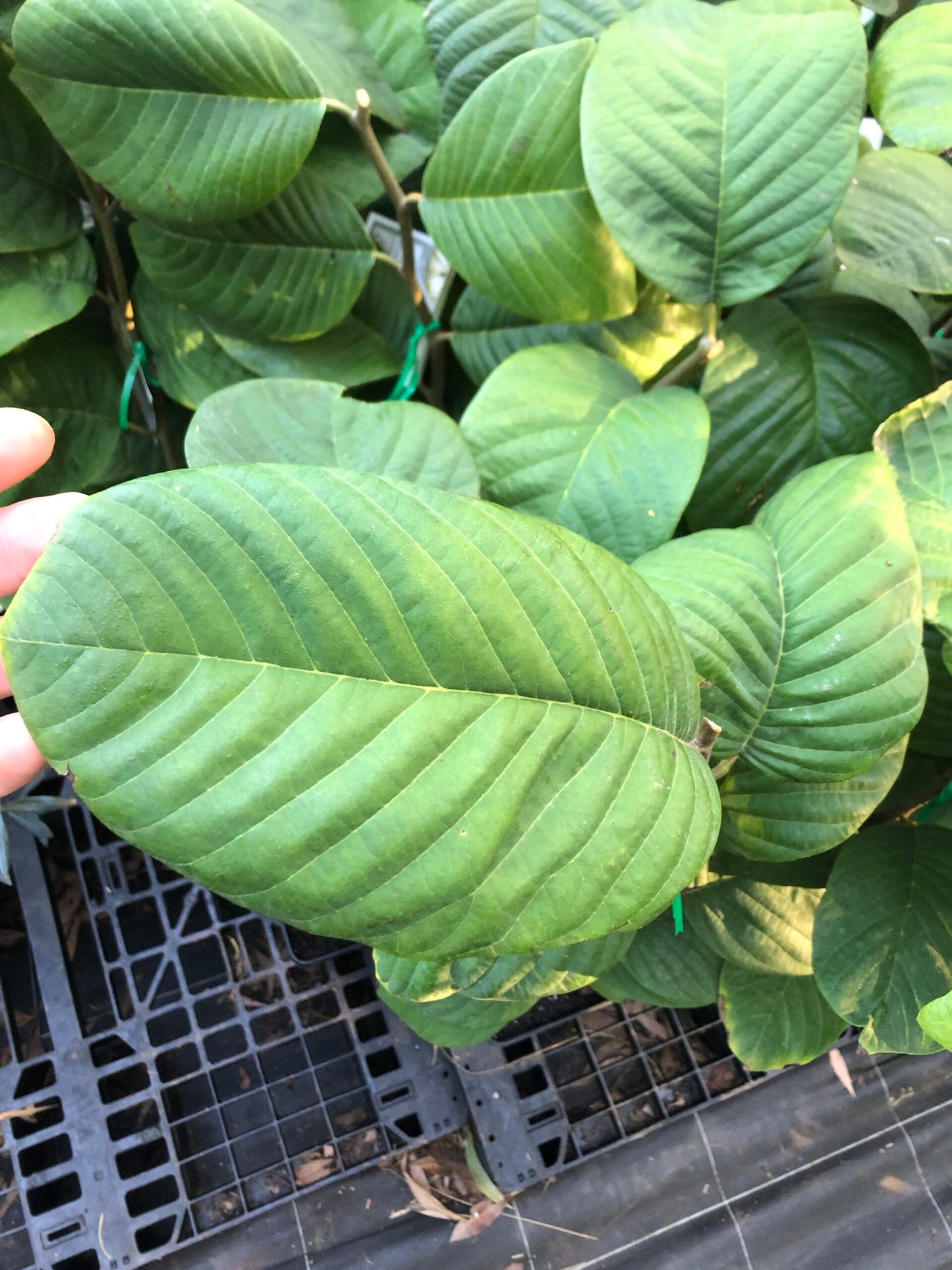 Cherimoya Atkinson 4l