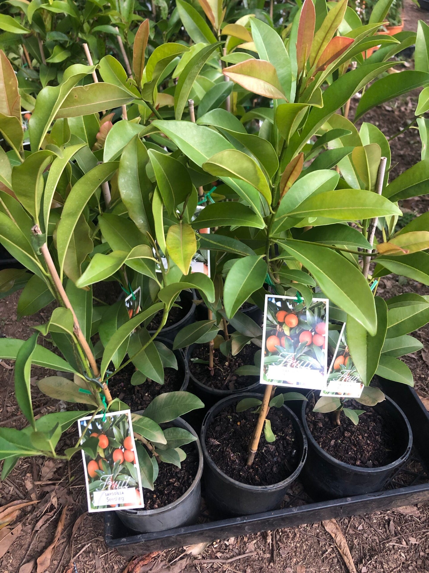 Sapodilla