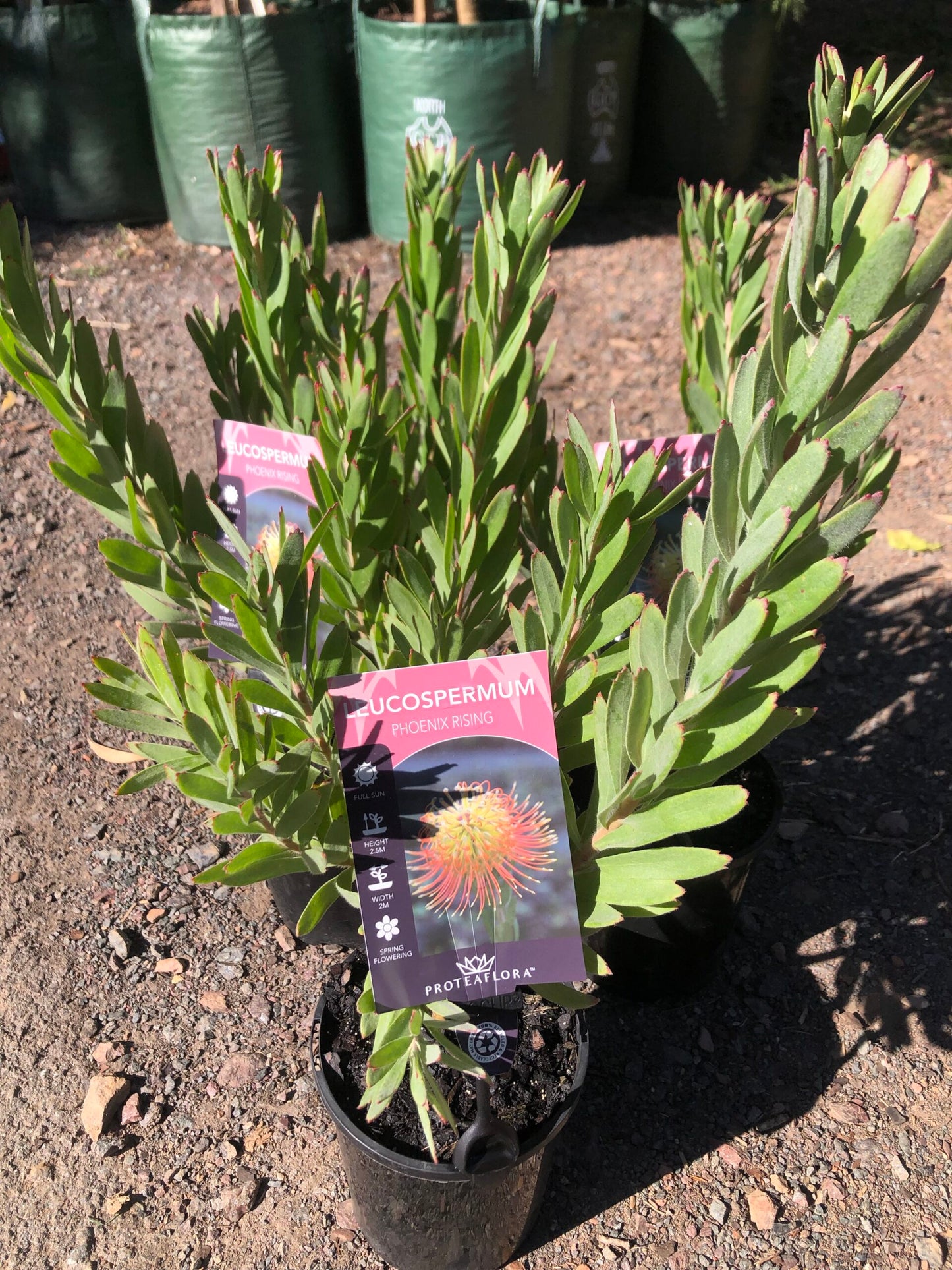 Leucospermum - Phoenix Rising