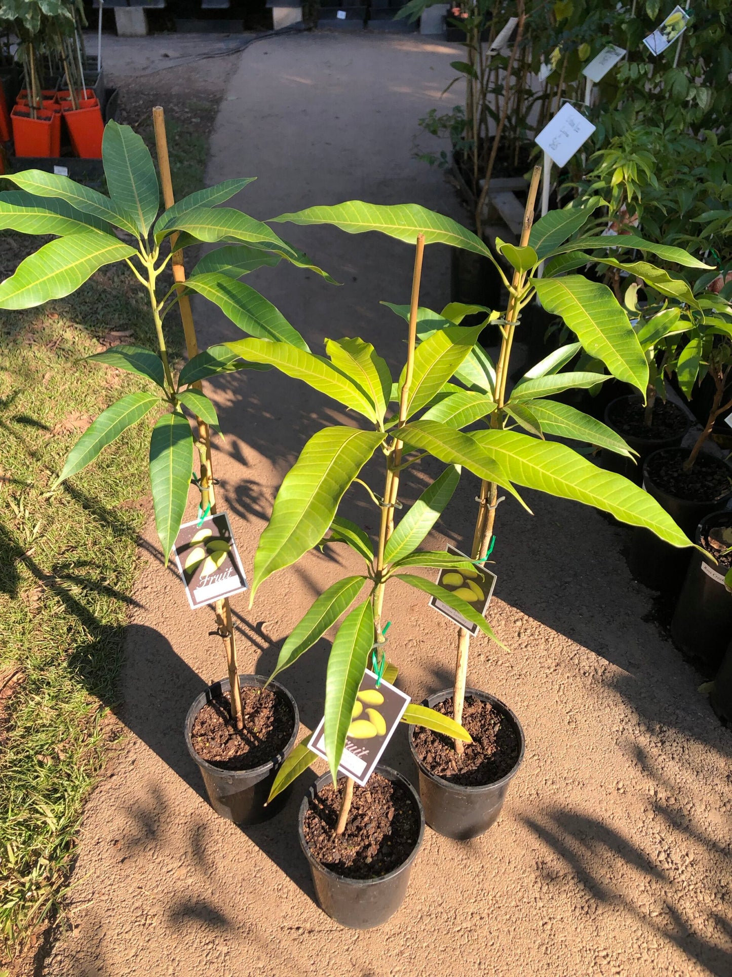 Mango - Khiew Sawoey