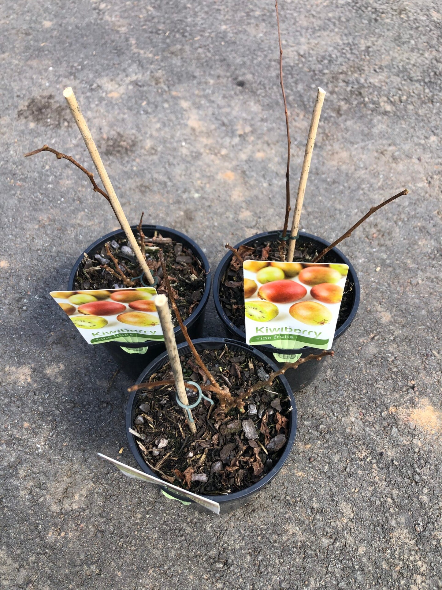 Kiwi Berry - Issai