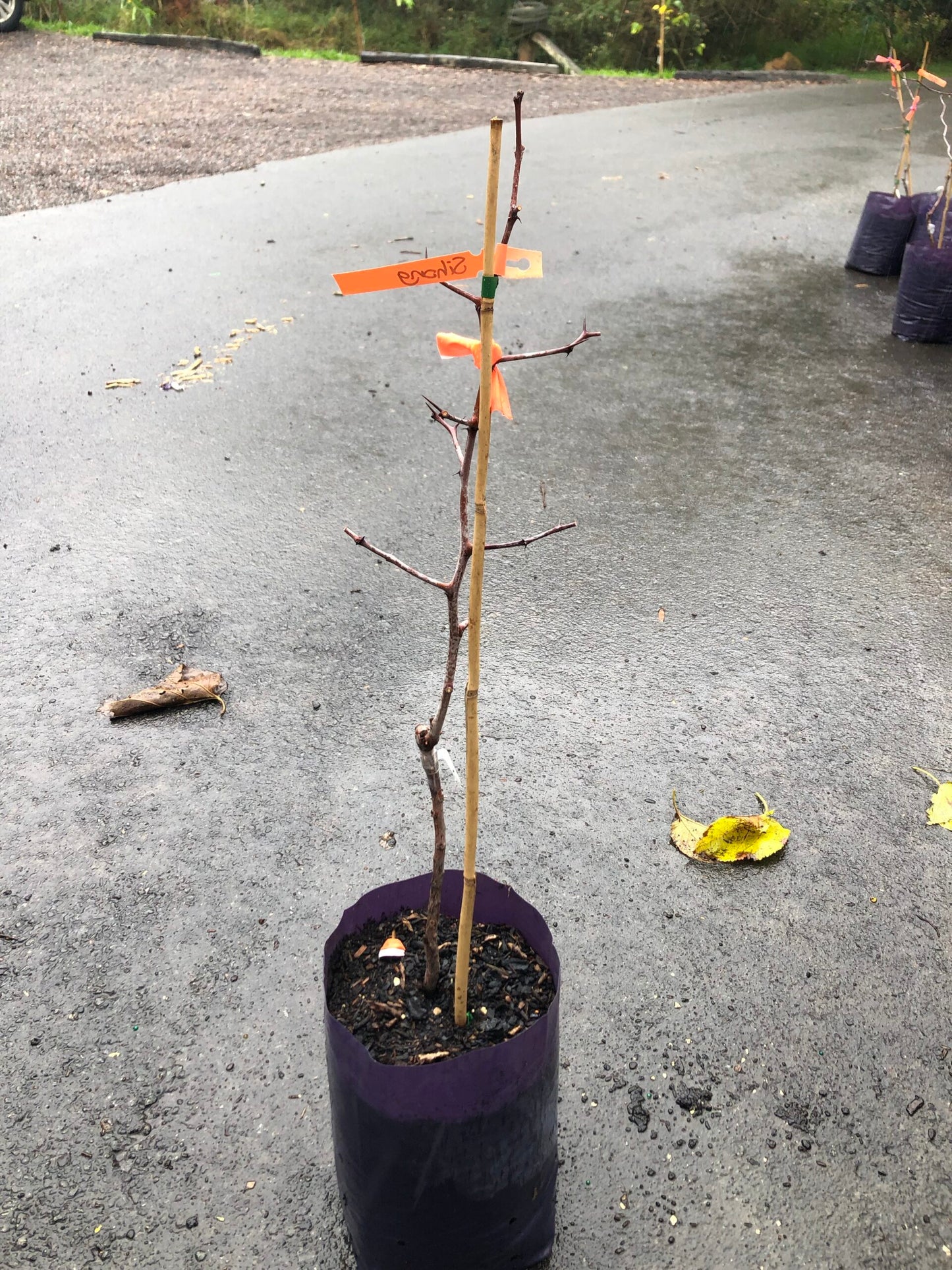 Jujube - SiHong Large