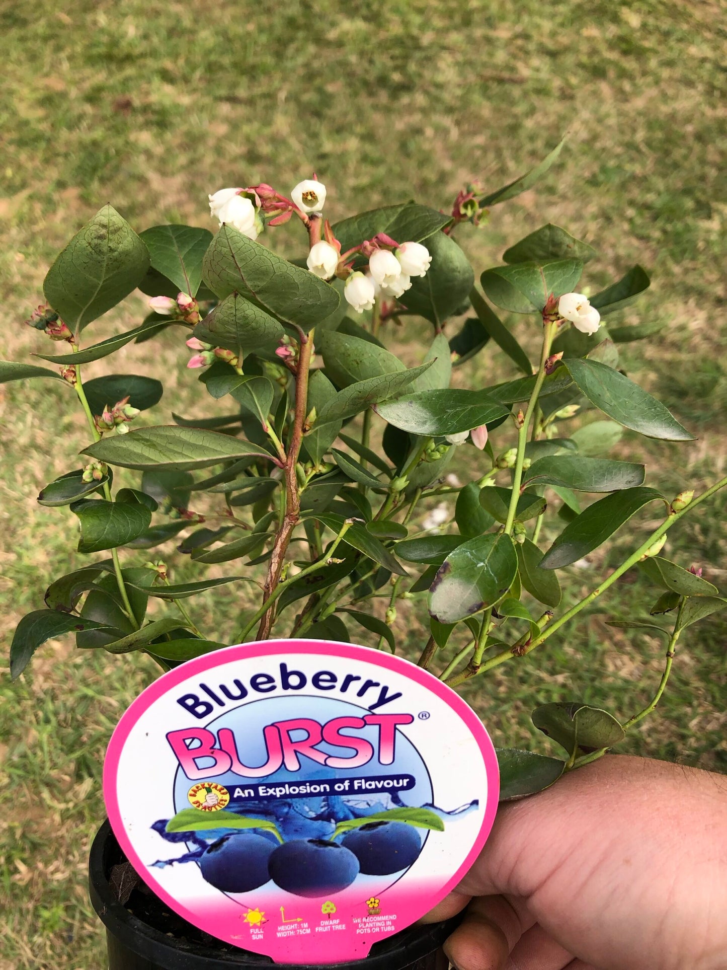 Blueberry Burst