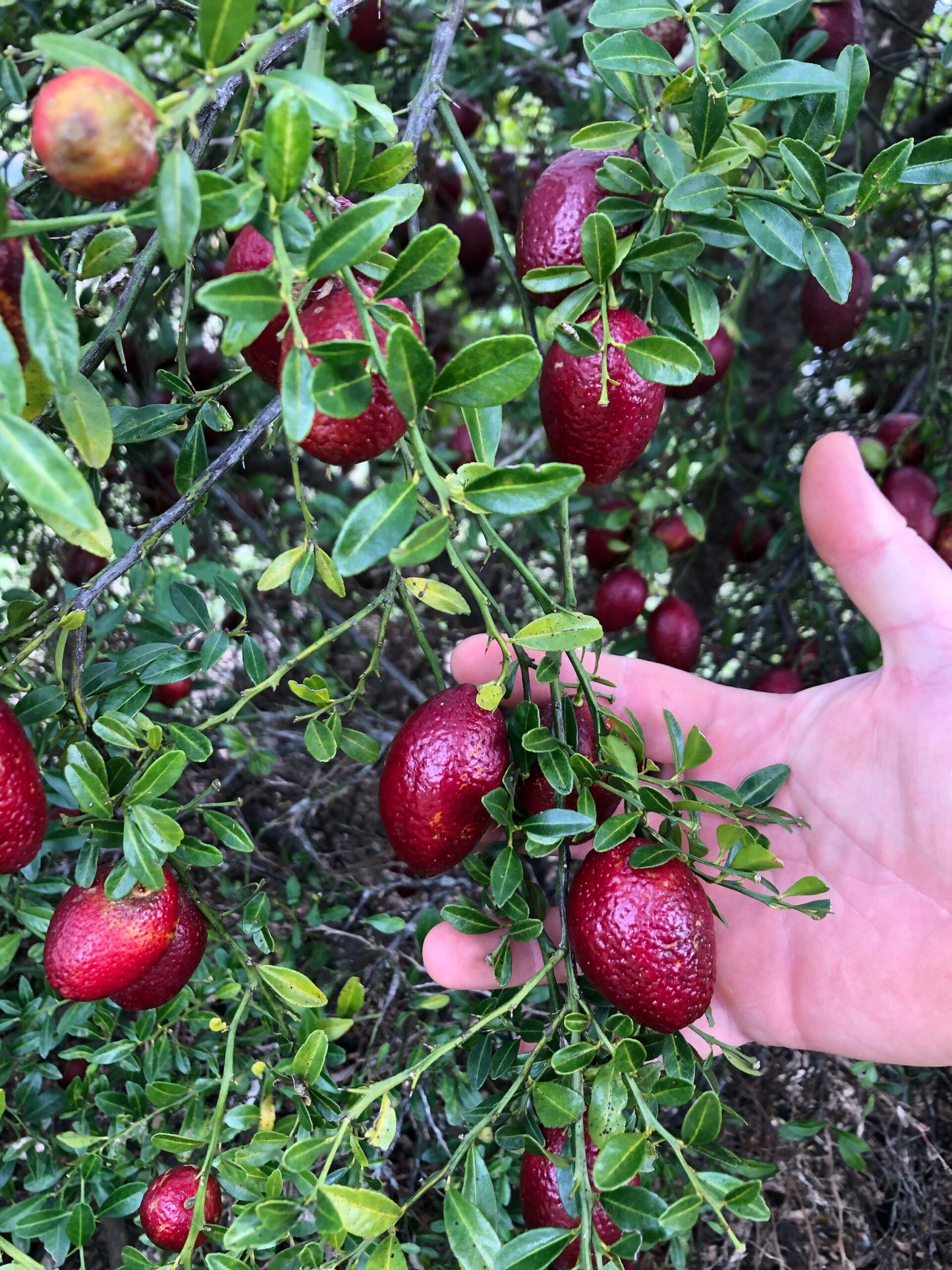 Red Centre Lime Grafted (QLD ONLY)