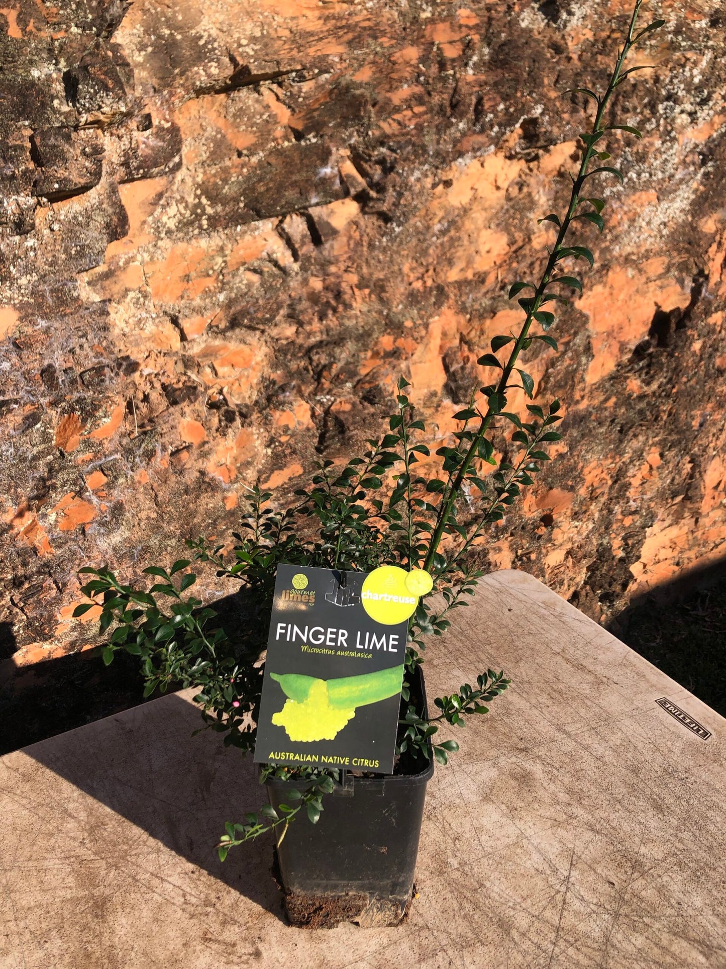 Finger lime - Chartreuse 5L (QLD ONLY)