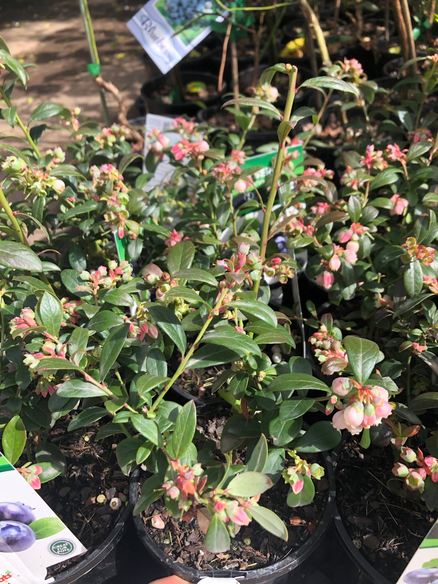 Blueberry Sunshine Blue 140mm