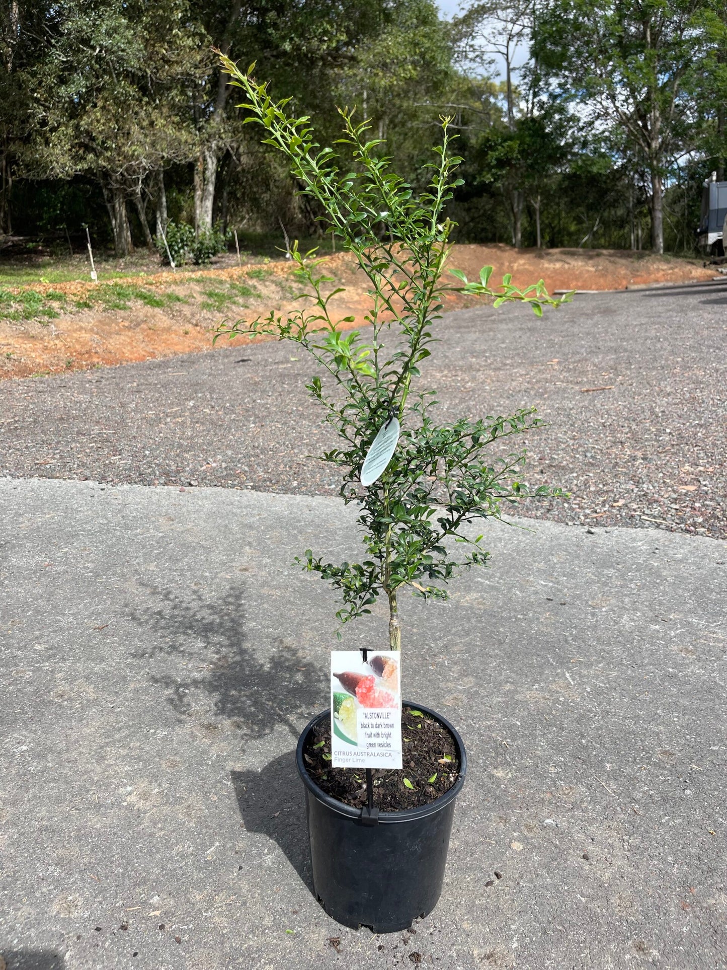 Finger lime Alstonville Grafted (QLD ONLY)