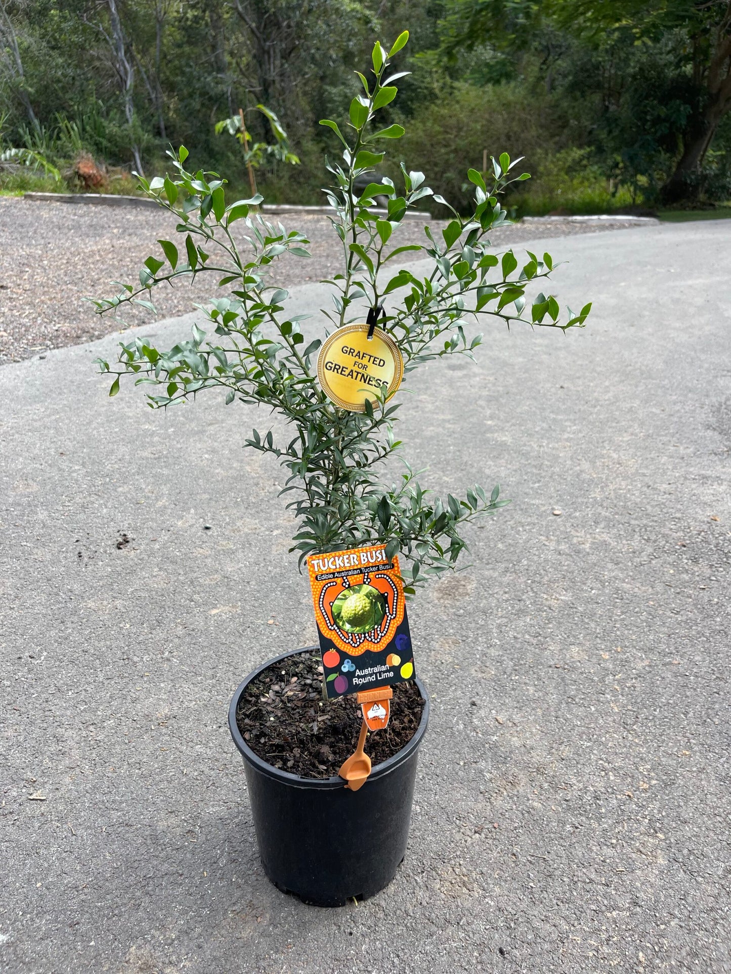 Australian Round lime Grafted (QLD ONLY)