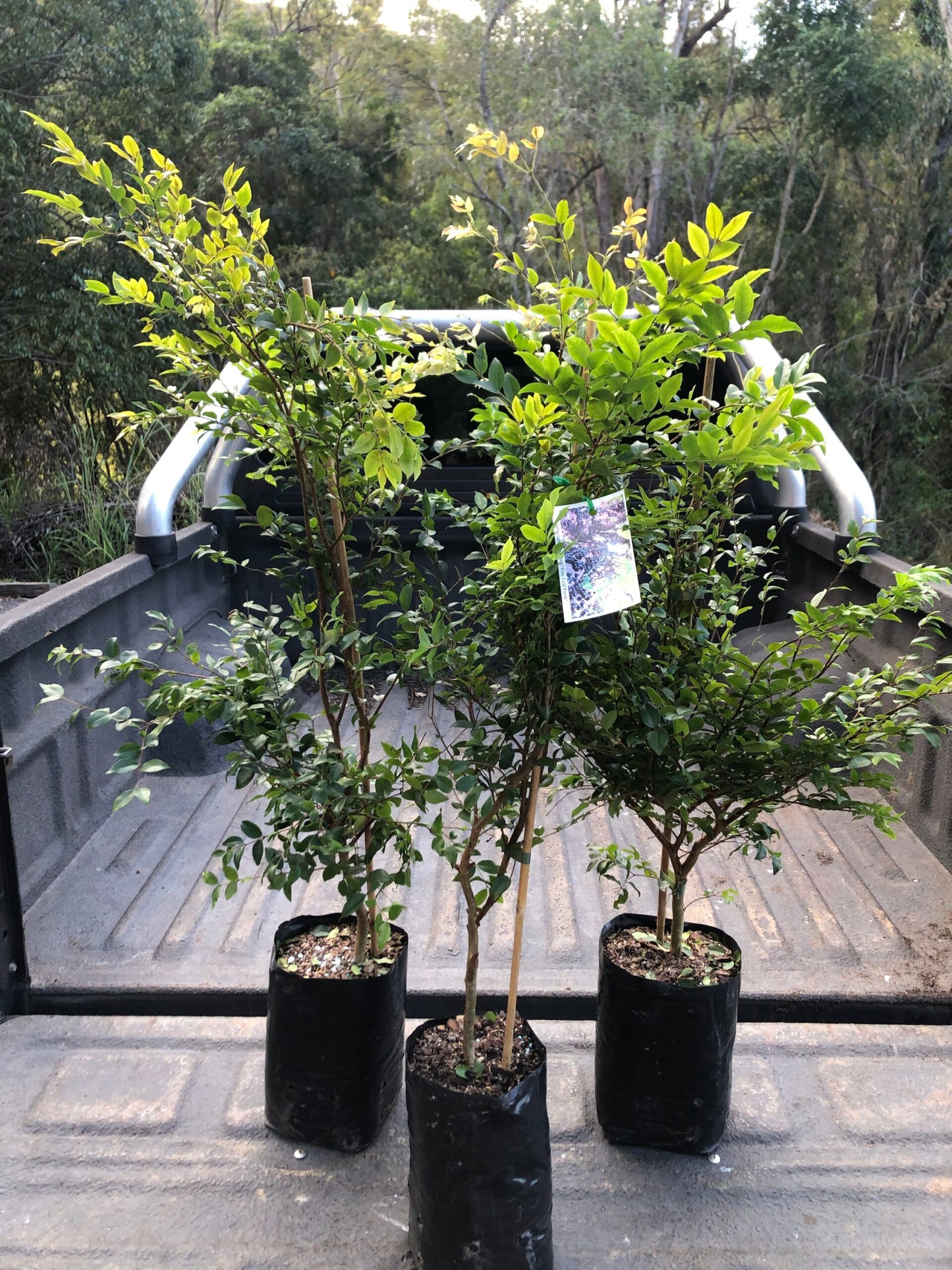 Jaboticaba Small Leaf Advanced