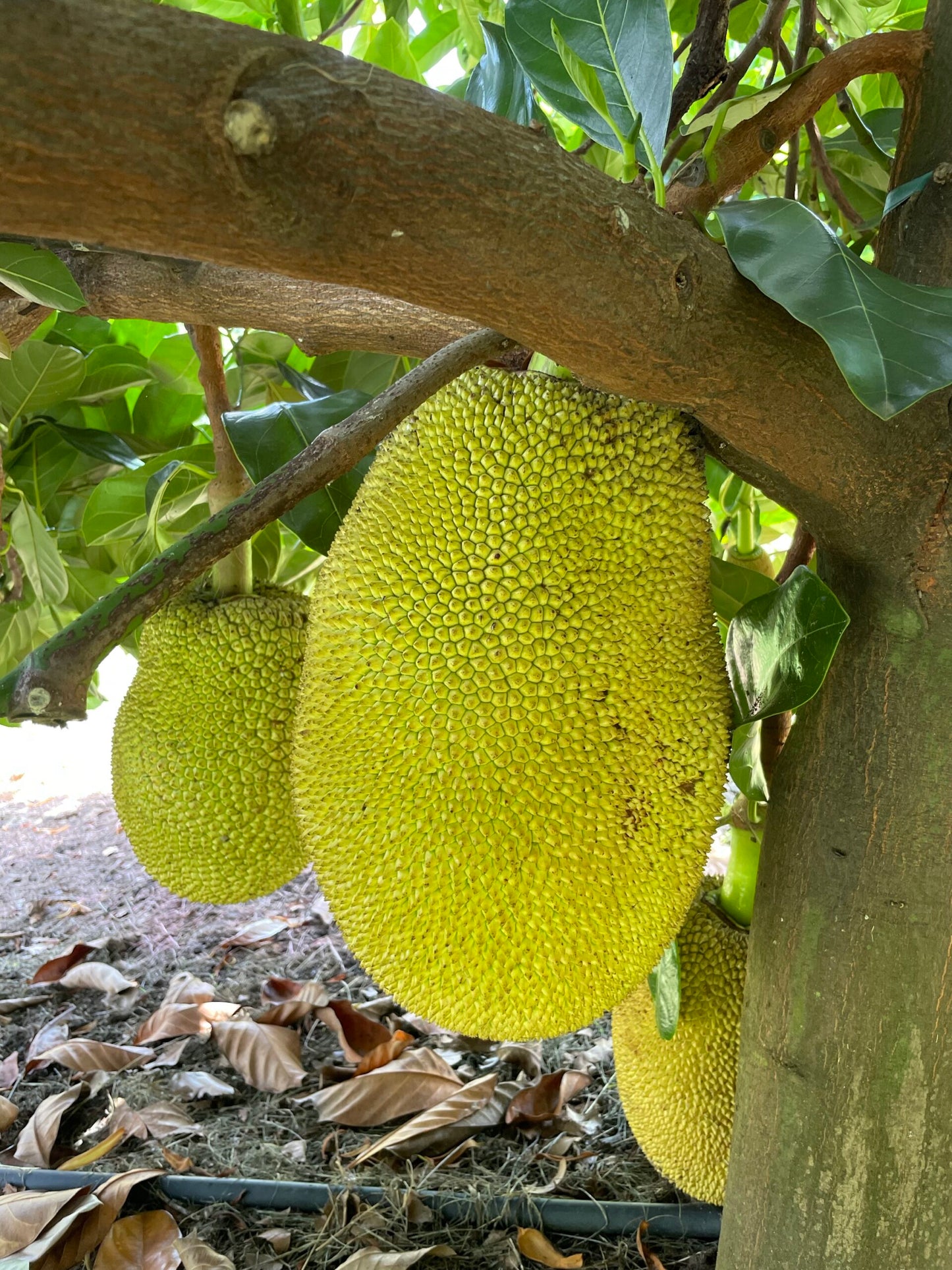 Jackfruit Sunshine Crunch Grafted