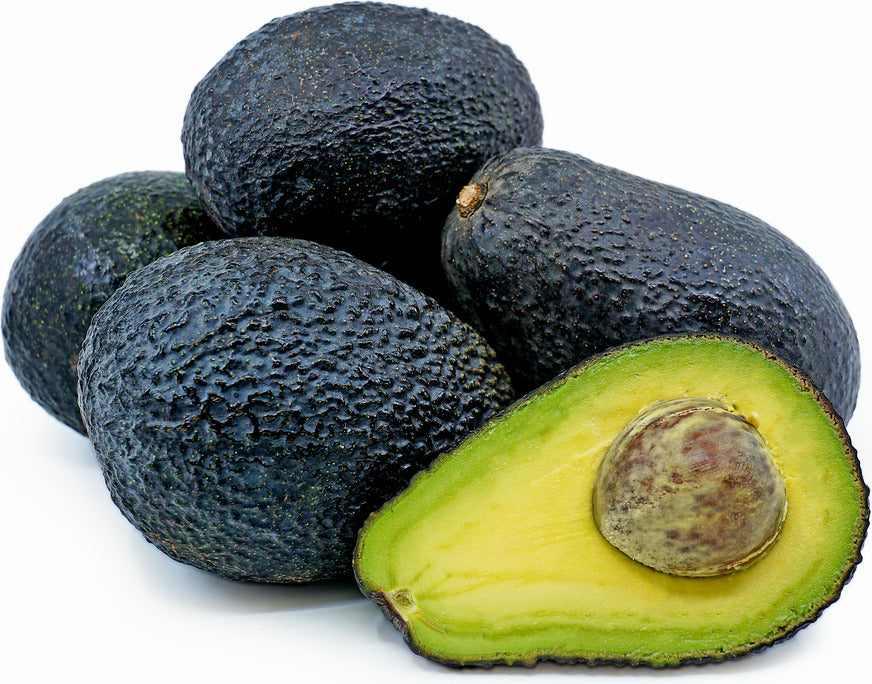 Dwarf Hass Avocado Tree Dwarf Hass Avocado Tree
