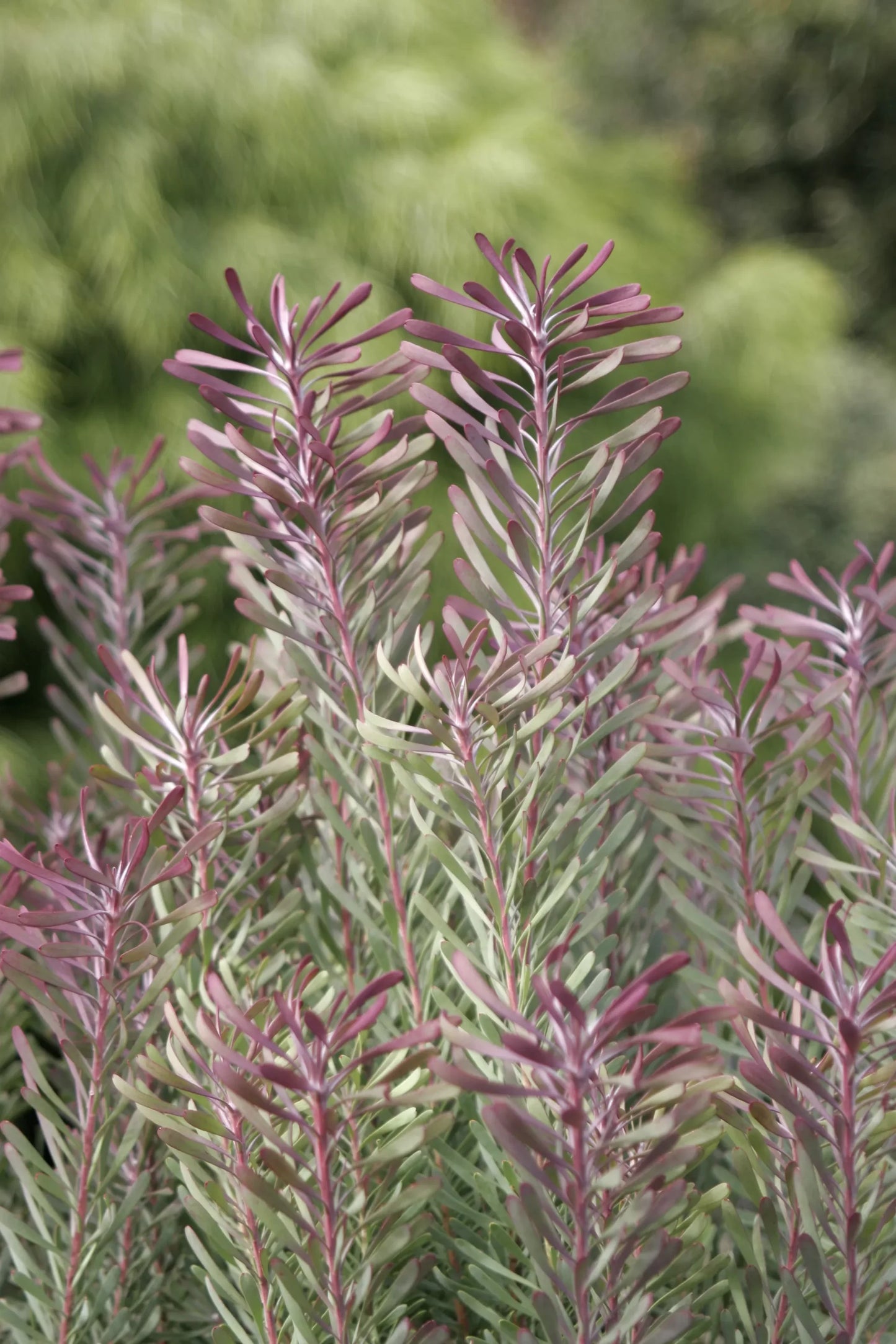 Leucadendron - Purple Haze
