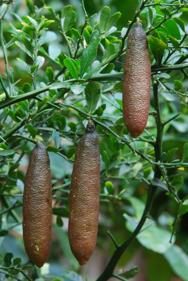 Finger lime Rainforest pearl 2.4l QLD ONLY