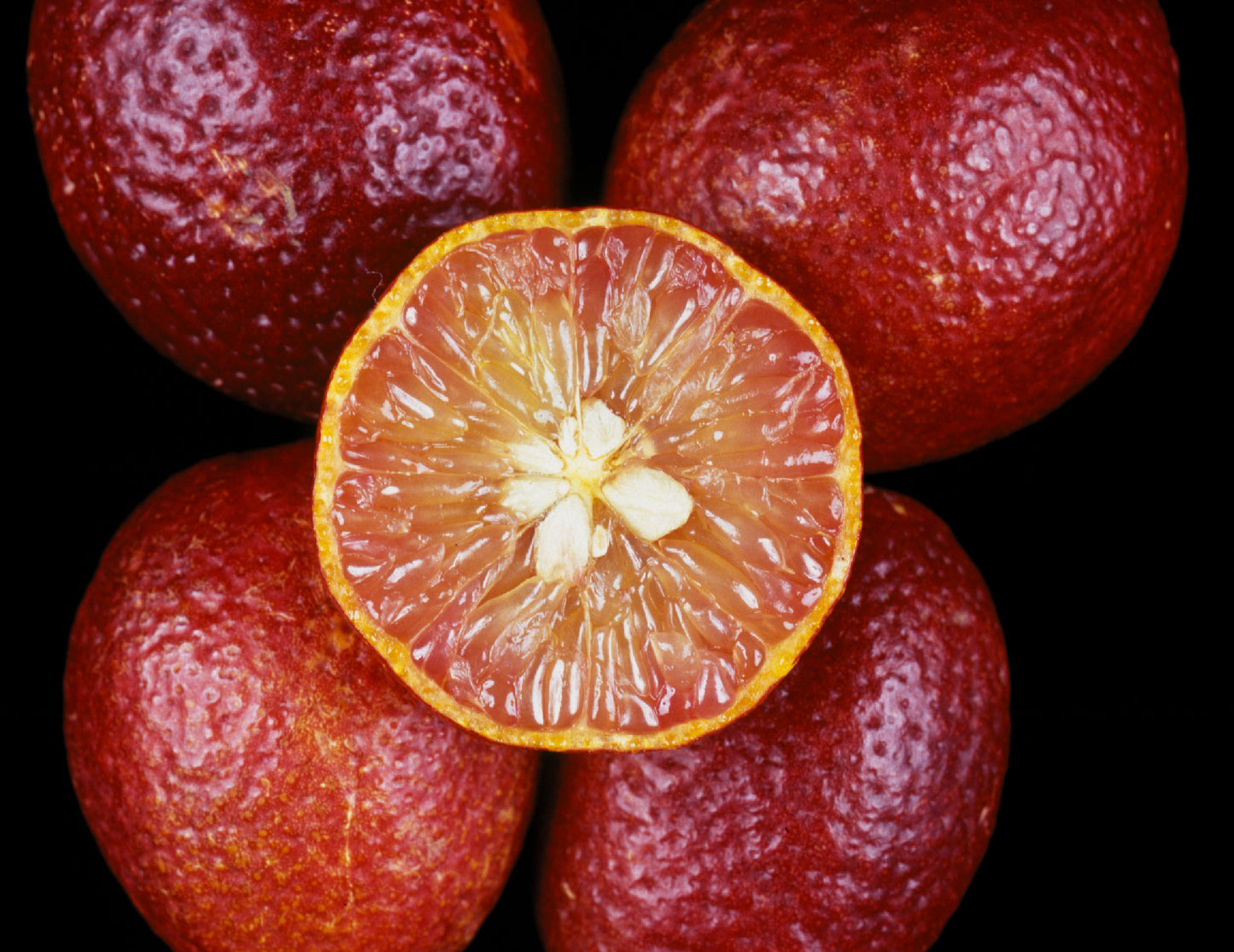 Red Centre Lime Grafted (QLD ONLY)