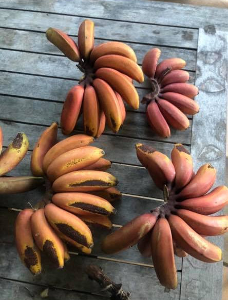 Banana Red Dacca 90mm (QLD ONLY)
