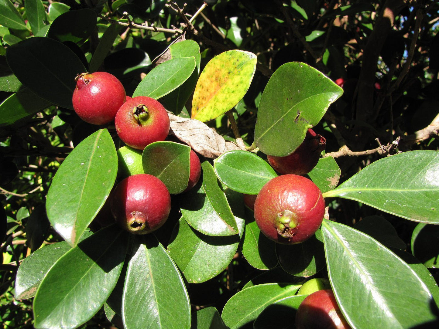 Guava - Red Cherry / Strawberry - 140mm